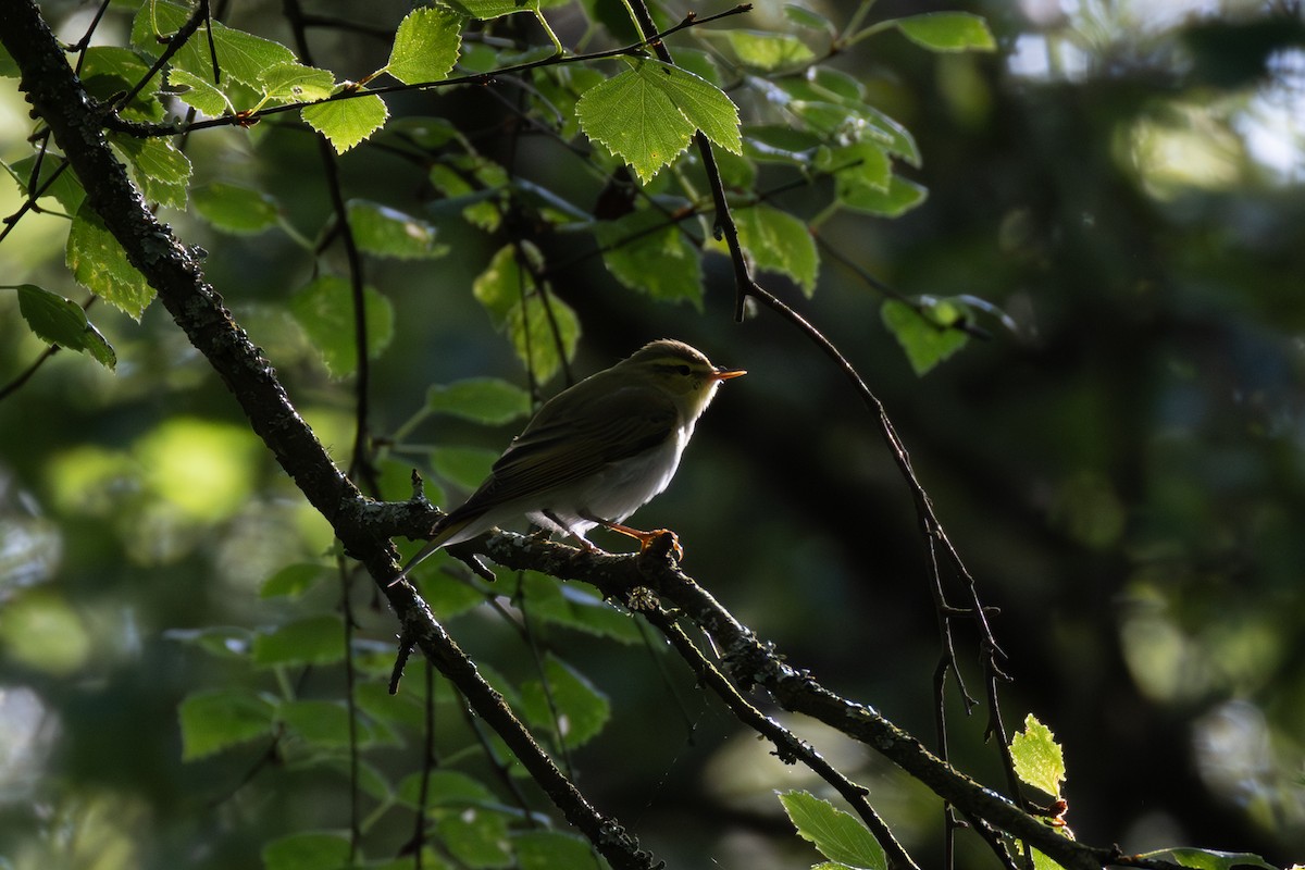 Wood Warbler - ML619875366