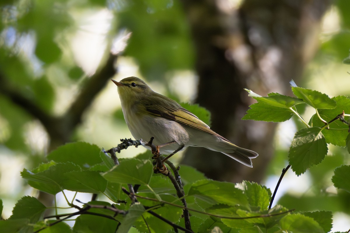 Wood Warbler - ML619875370