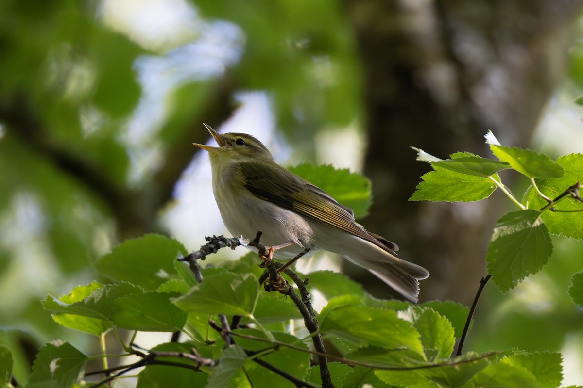 Wood Warbler - ML619875371