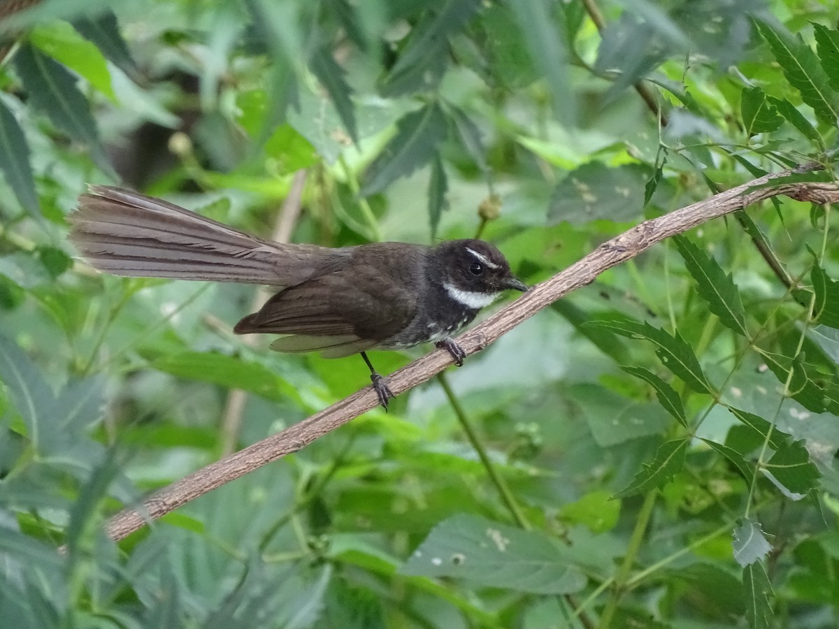 Spot-breasted Fantail - ML619875380
