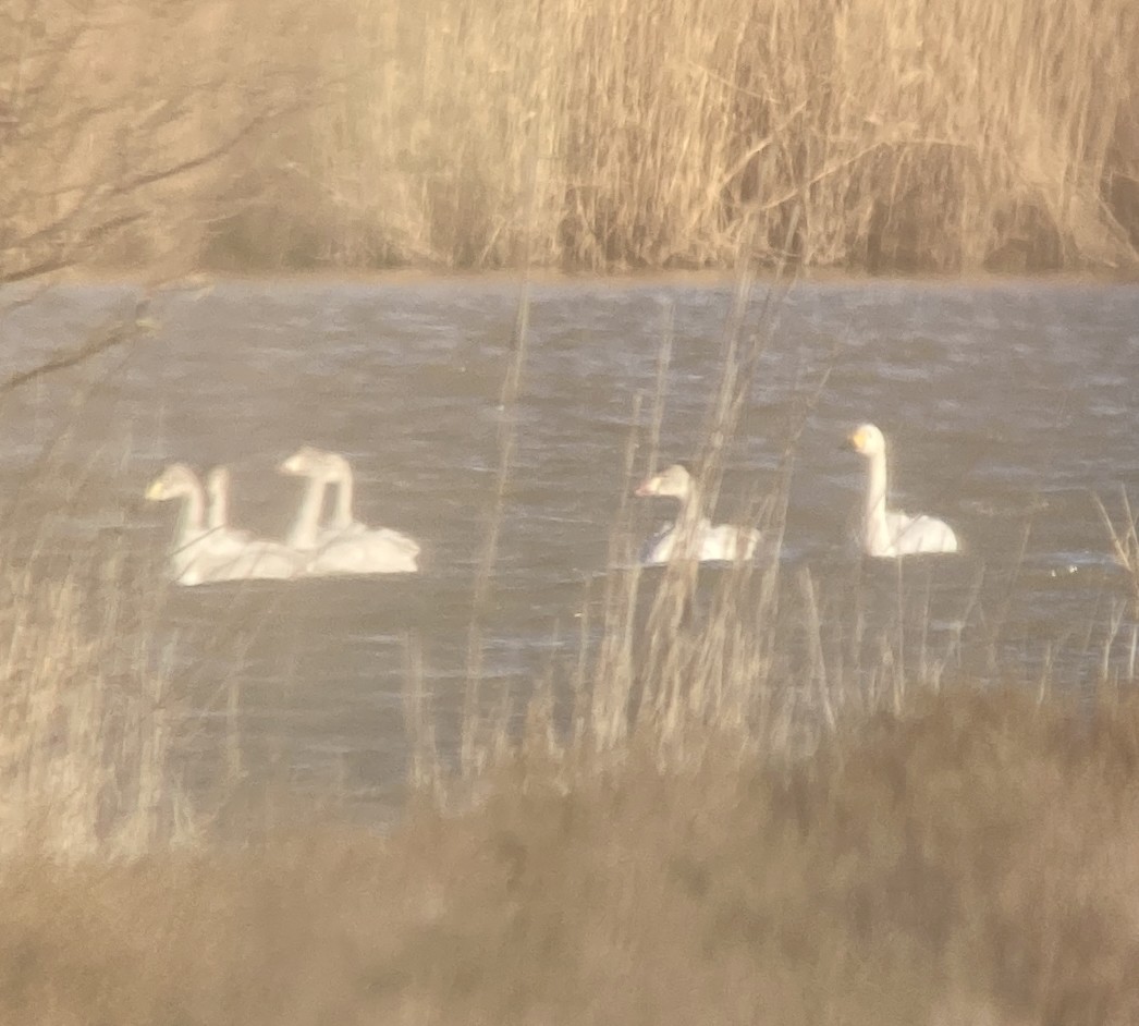 Tundra Swan (Bewick's) - ML619875392