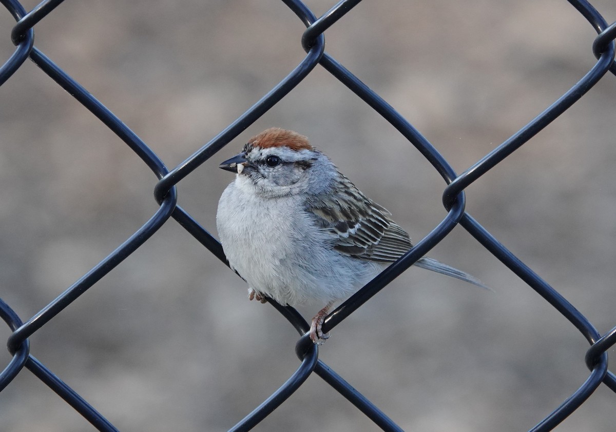 Chipping Sparrow - ML619875429