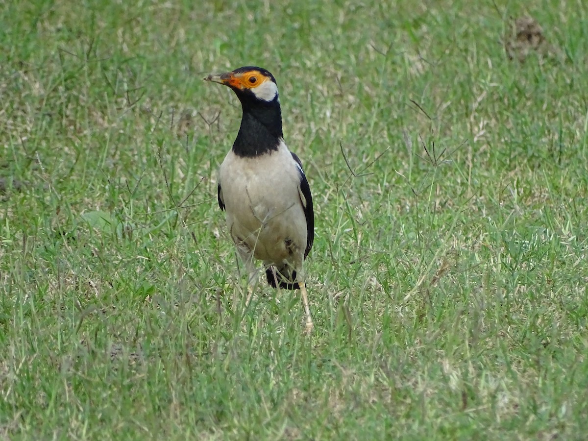 Indian Pied Starling - ML619875430