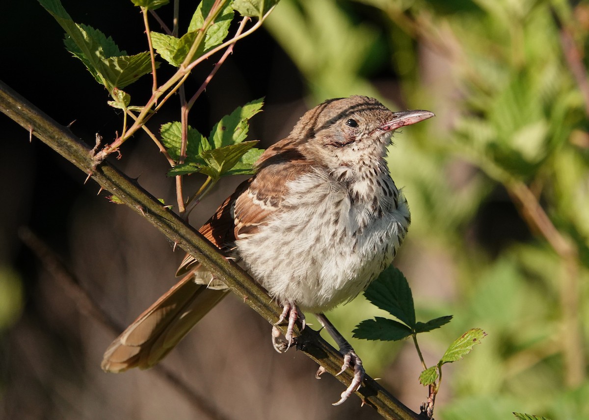 Brown Thrasher - ML619875438