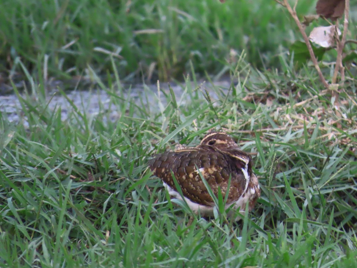 Greater Painted-Snipe - ML619875441