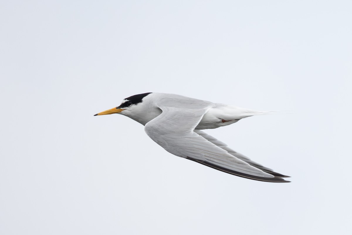 Little Tern - ML619875469