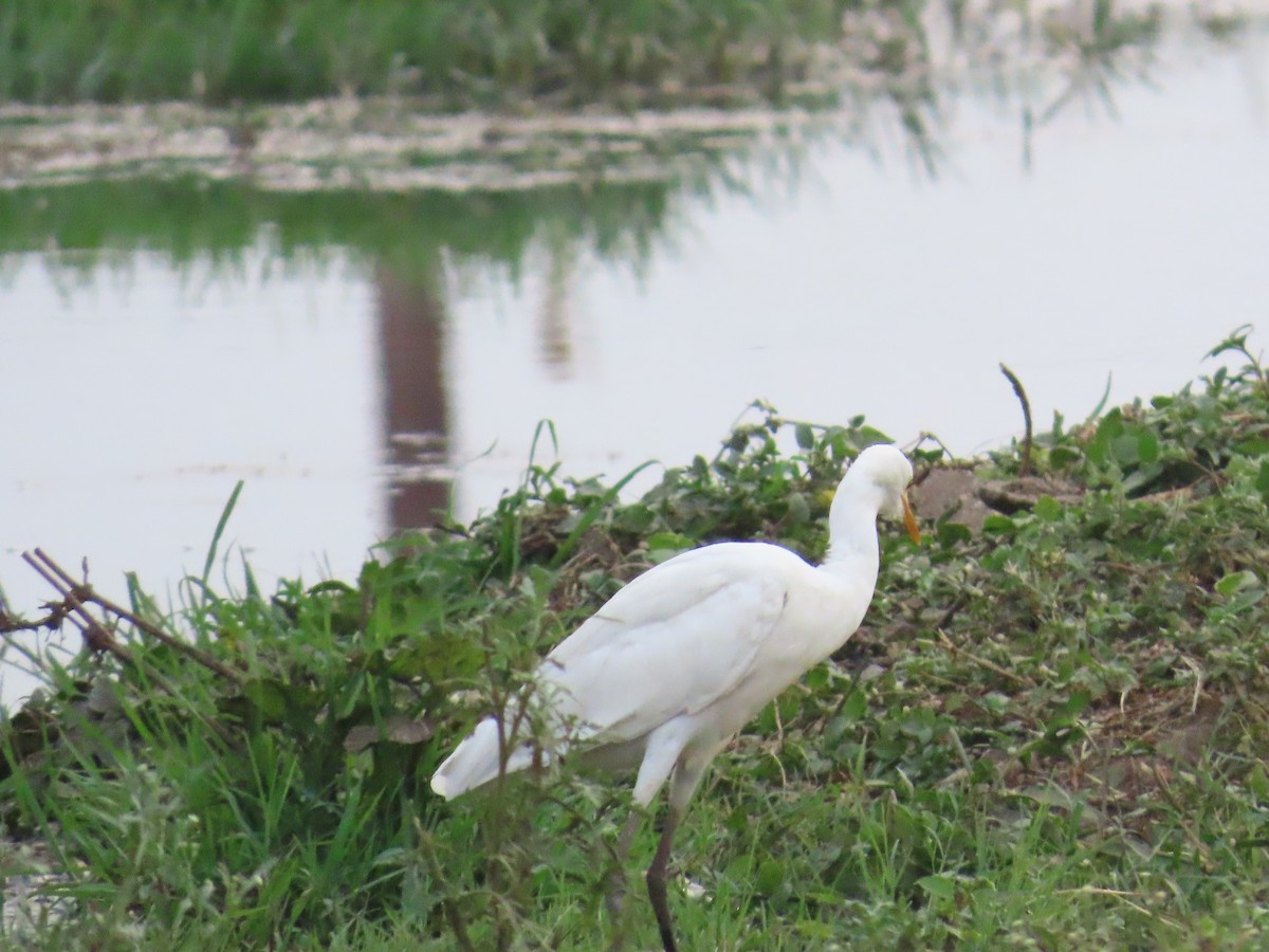 Medium Egret - ML619875478