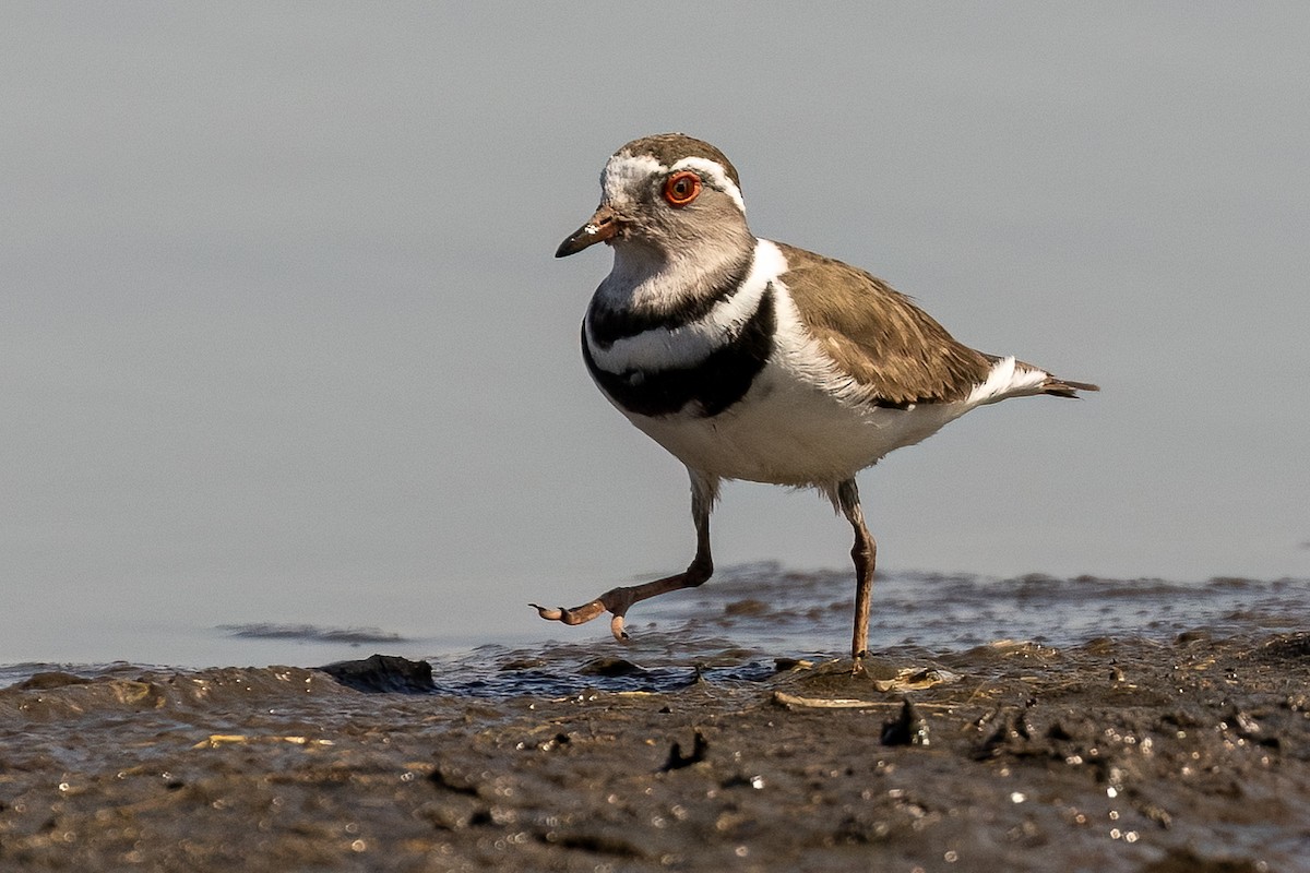 Three-banded Plover (African) - ML619875484