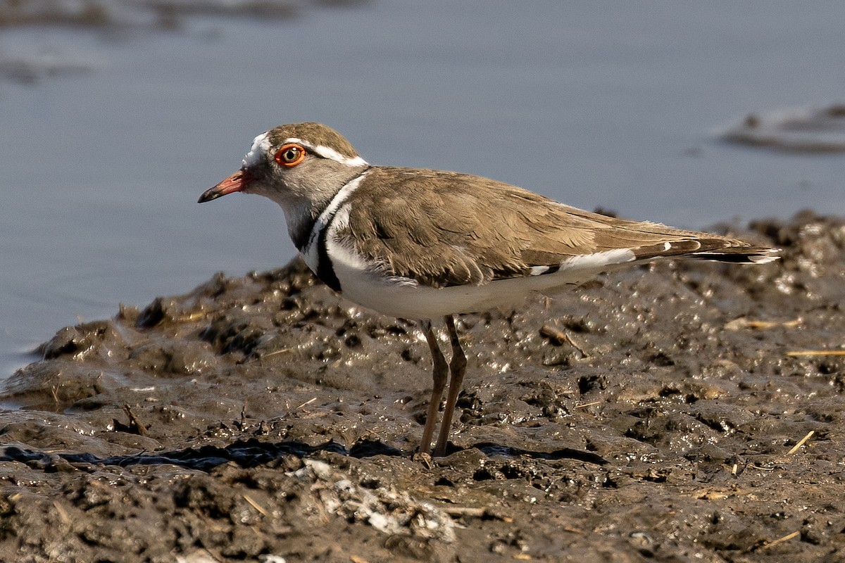 Three-banded Plover (African) - ML619875485