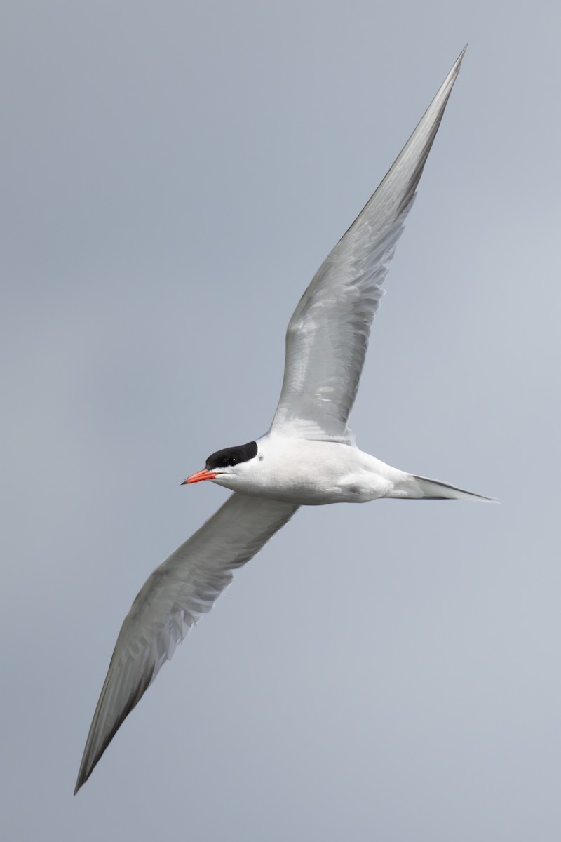 Common Tern - ML619875487