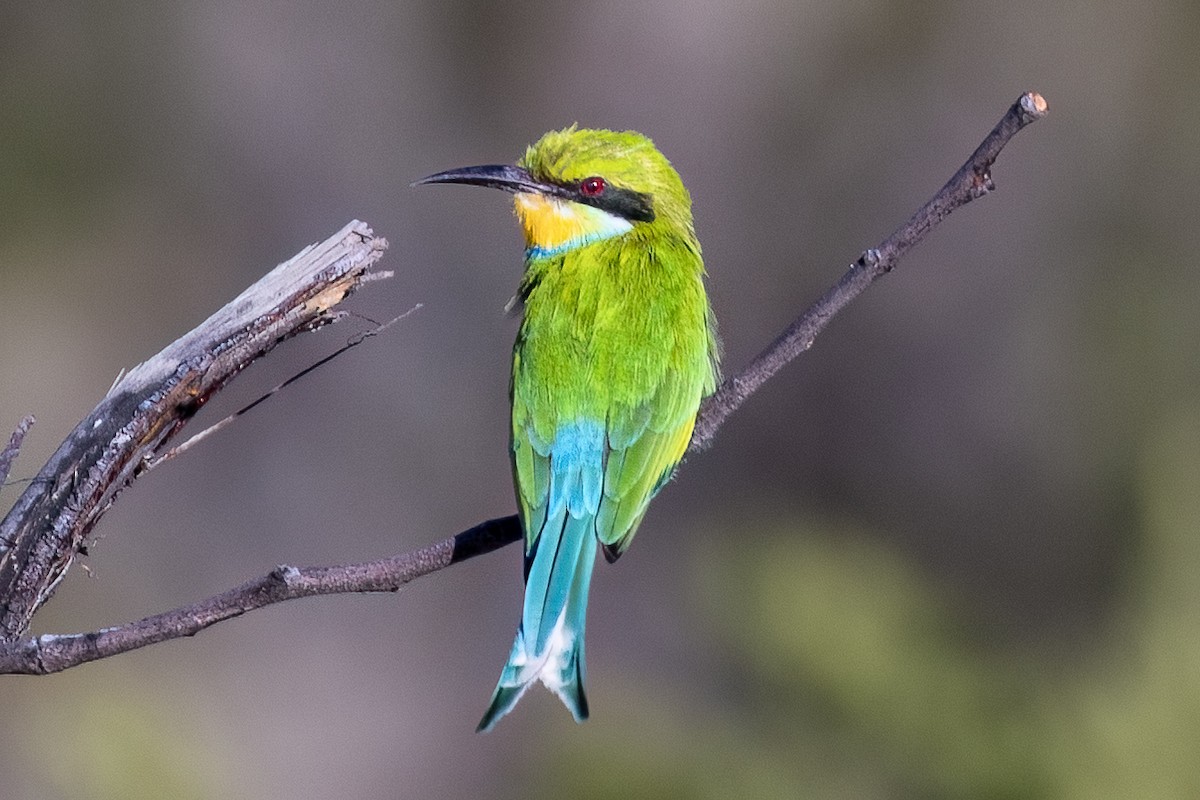 Swallow-tailed Bee-eater - ML619875495