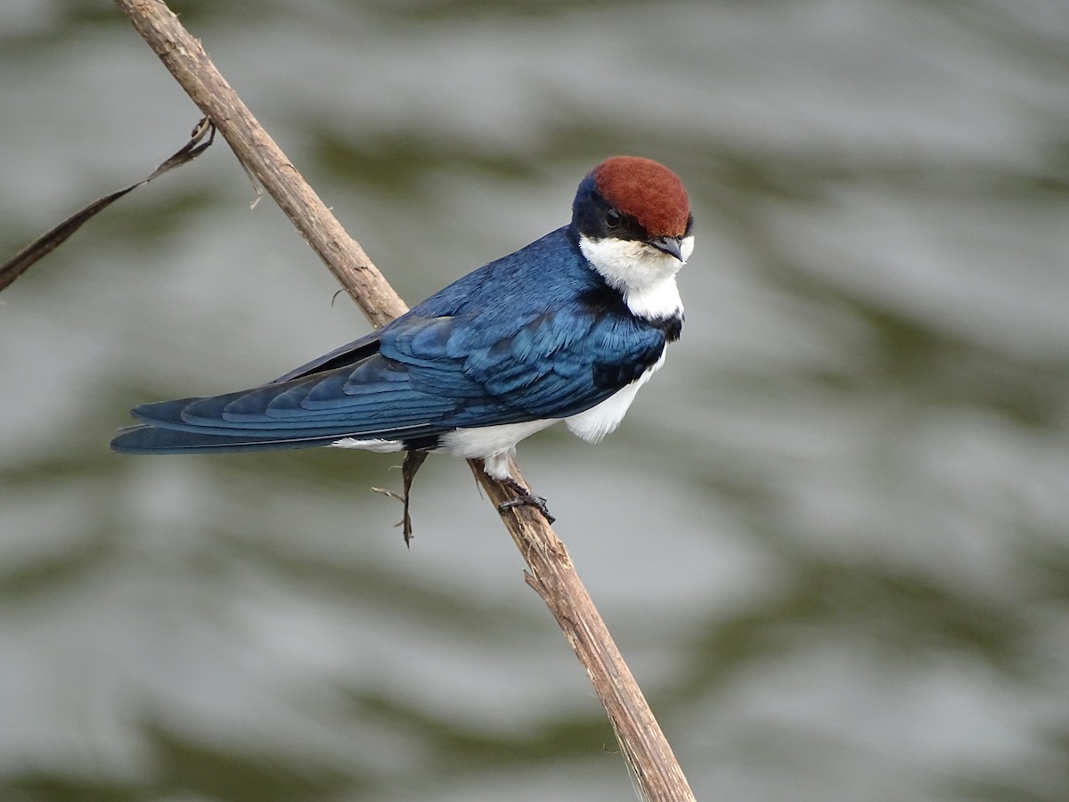 Wire-tailed Swallow - ML619875498