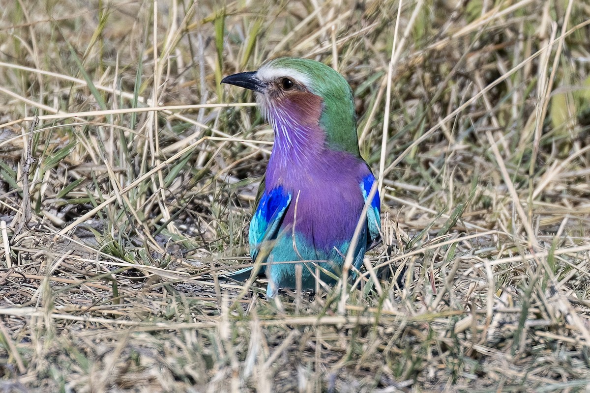 Lilac-breasted Roller - ML619875499