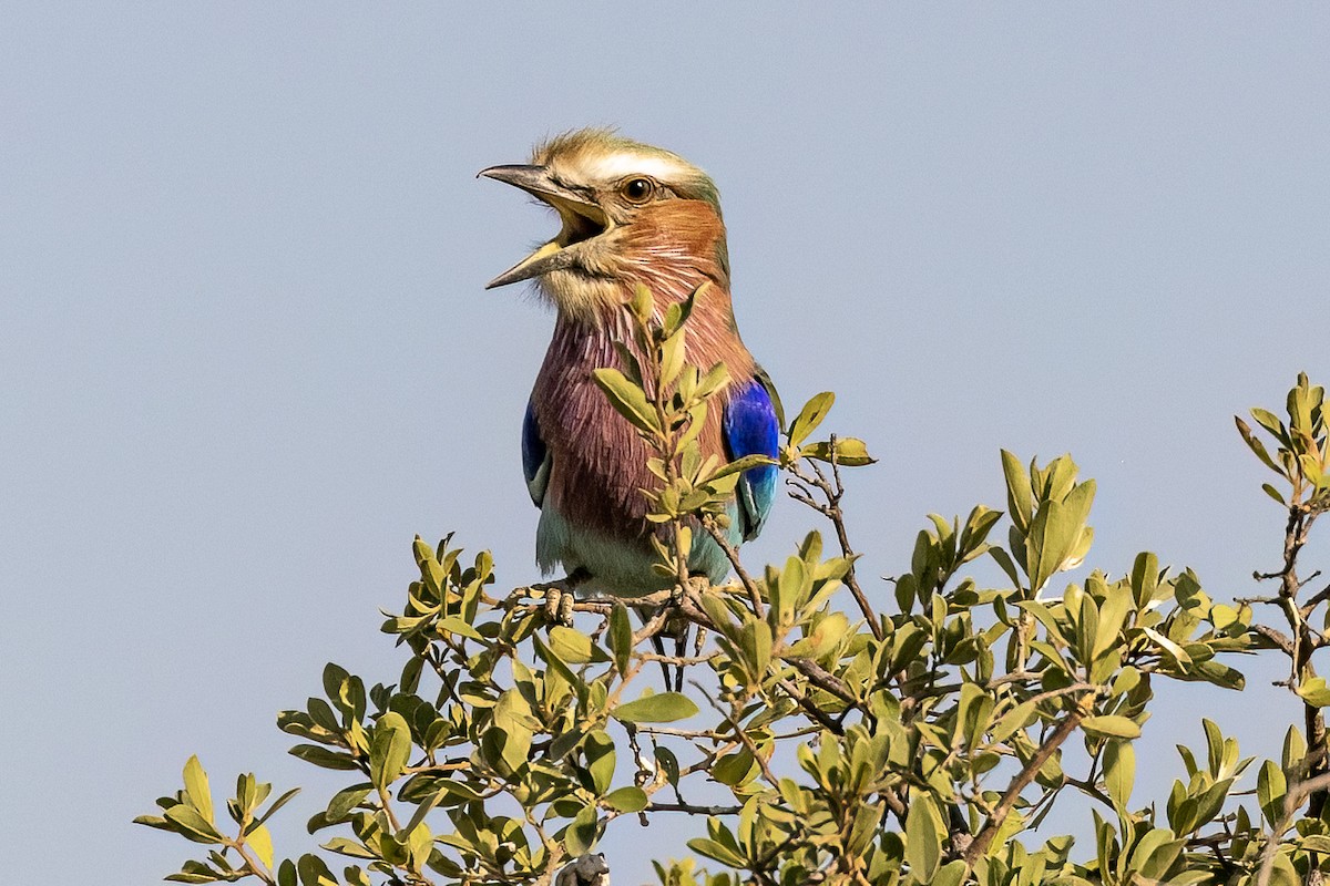 Lilac-breasted Roller - ML619875501