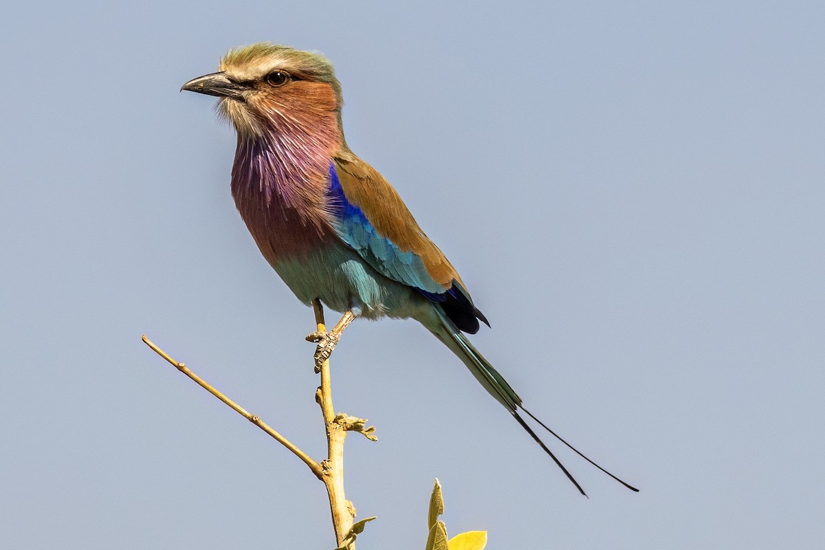 Lilac-breasted Roller - ML619875502