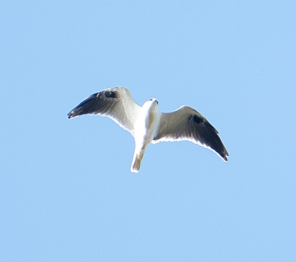 Black-shouldered Kite - ML619875505