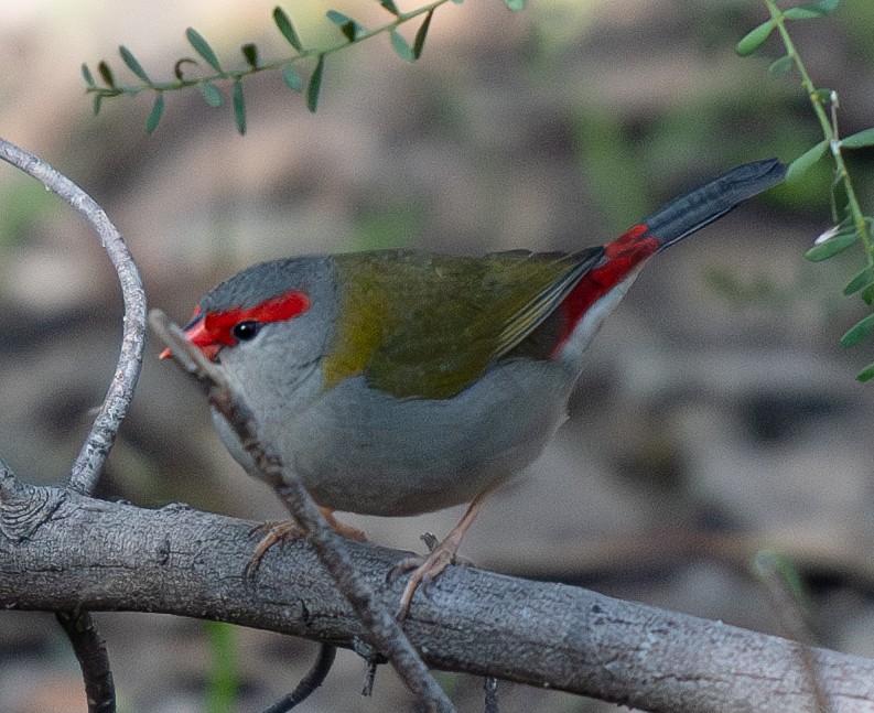 Red-browed Firetail - ML619875532