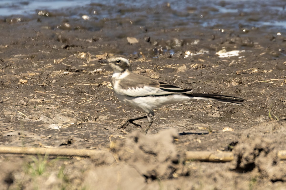 African Pied Wagtail - ML619875534