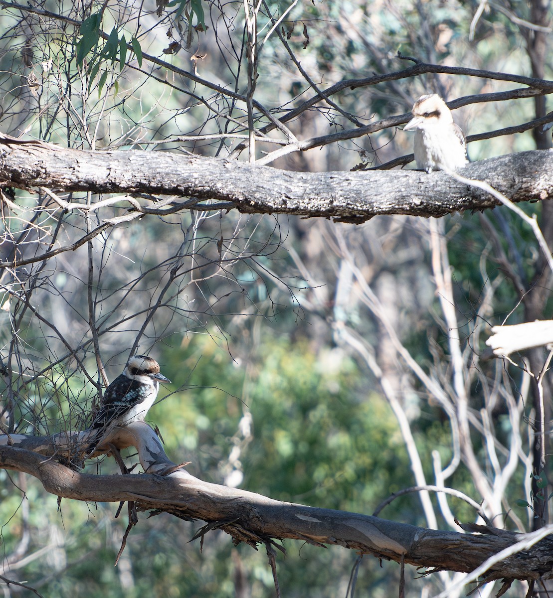 Laughing Kookaburra - ML619875537