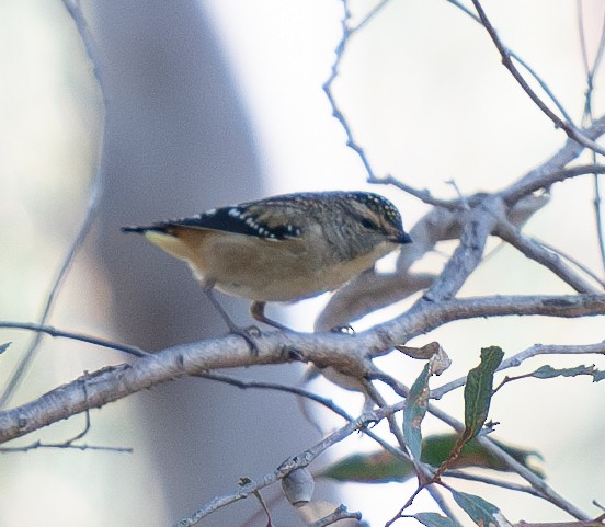 Spotted Pardalote - ML619875539