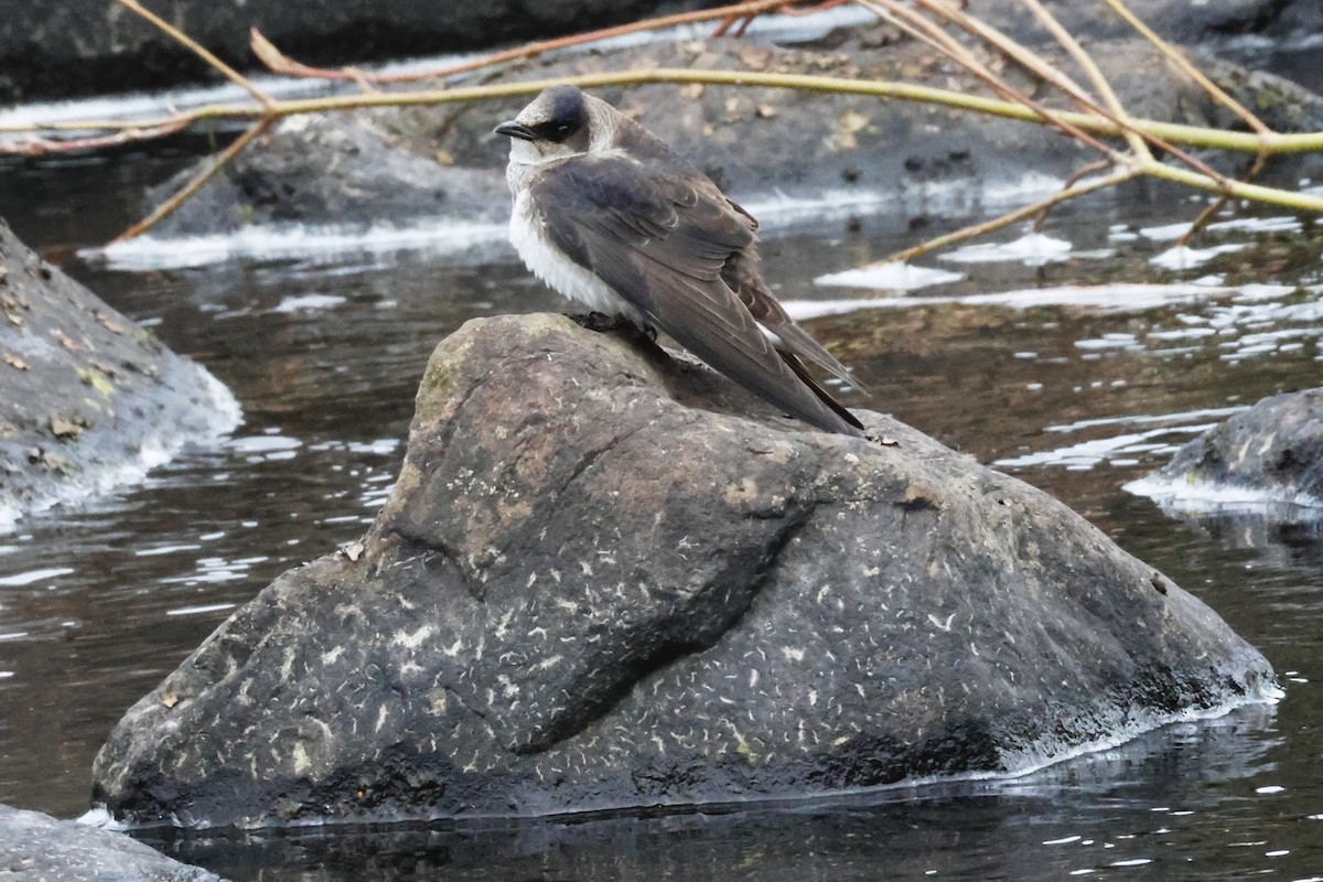 Purple Martin - ML619875541