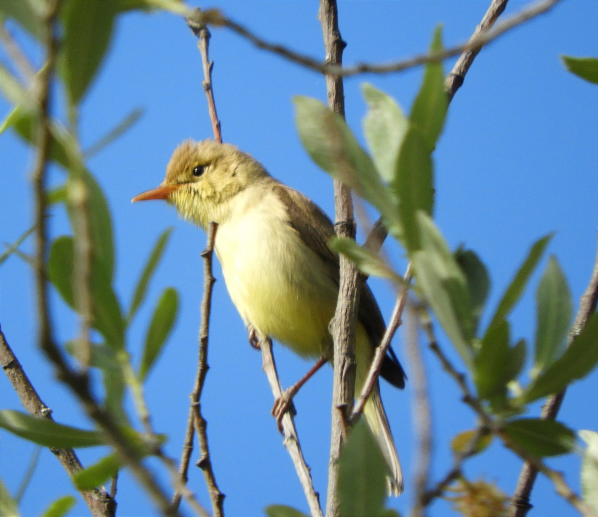 Melodious Warbler - ML619875558
