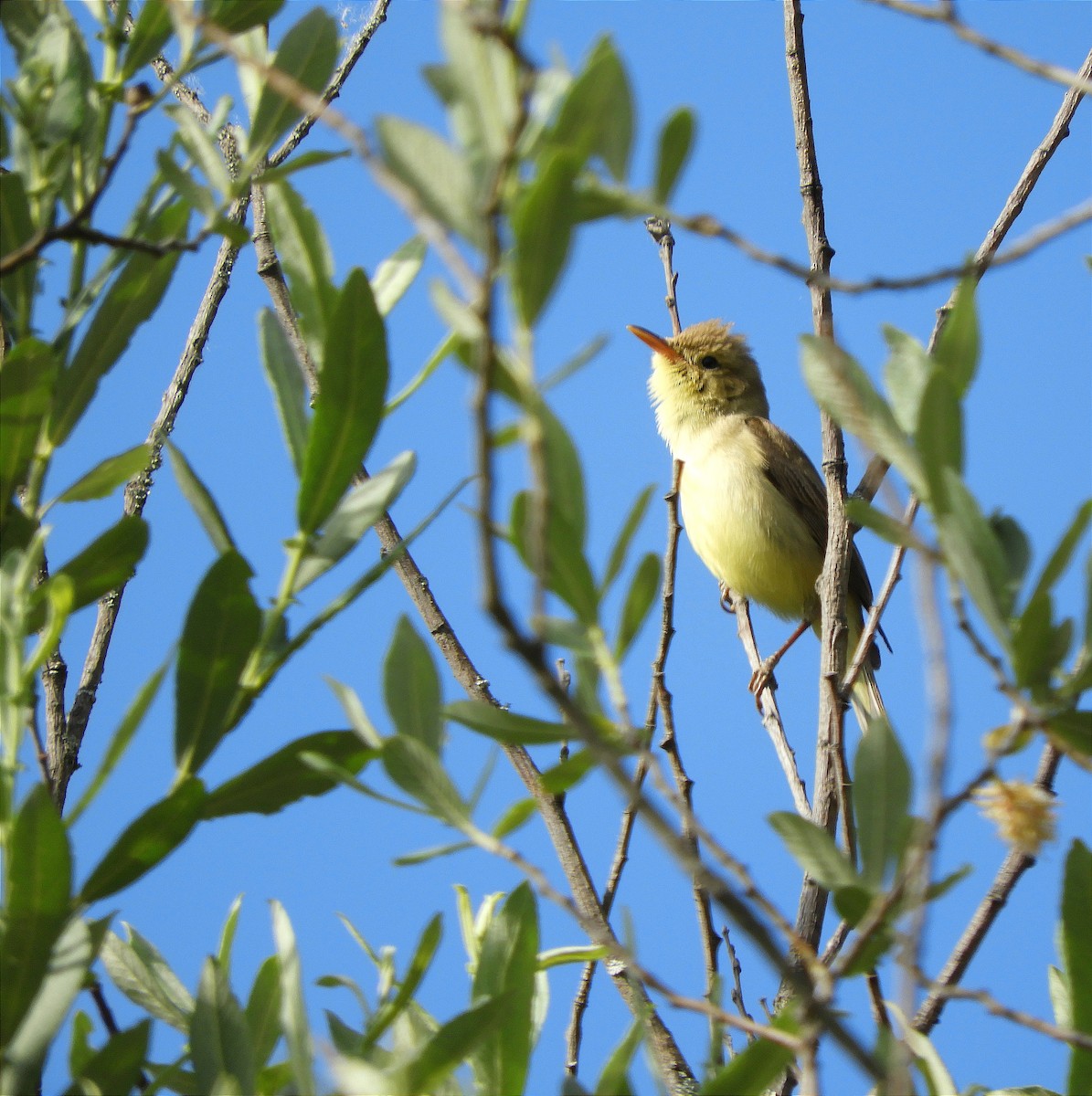 Melodious Warbler - ML619875561