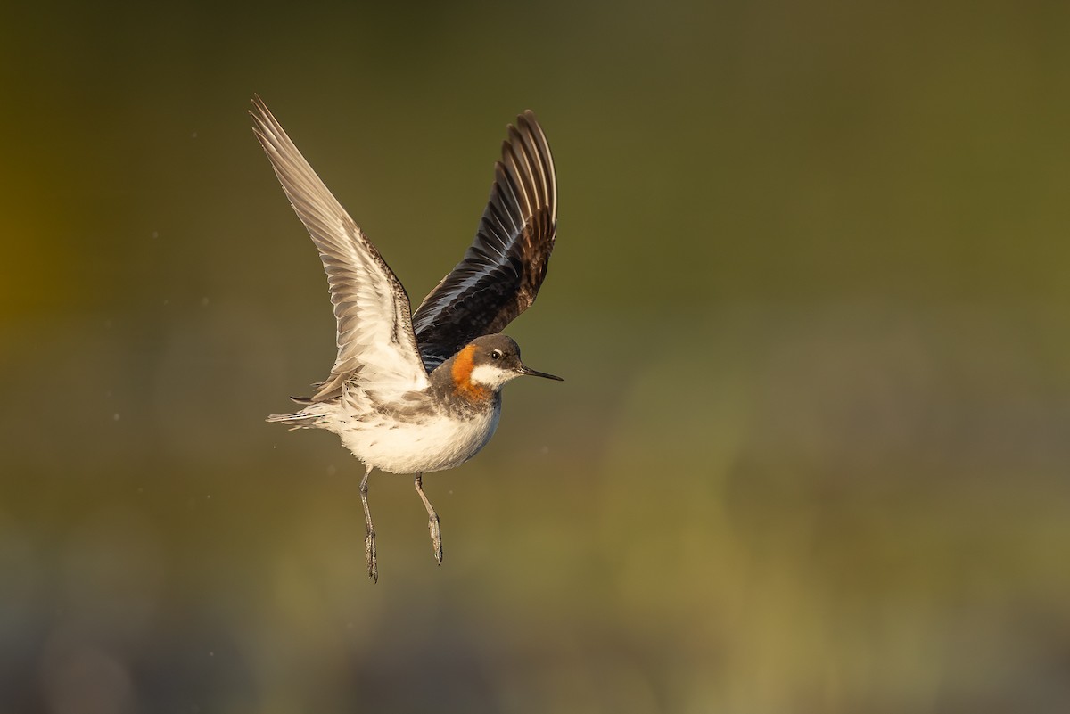 Phalarope à bec étroit - ML619875567