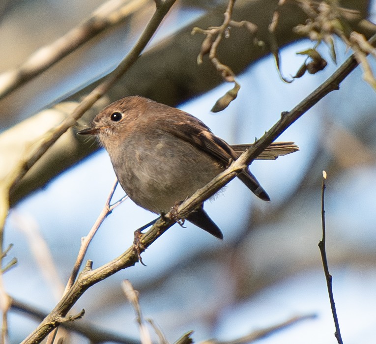 Pink Robin - ML619875572