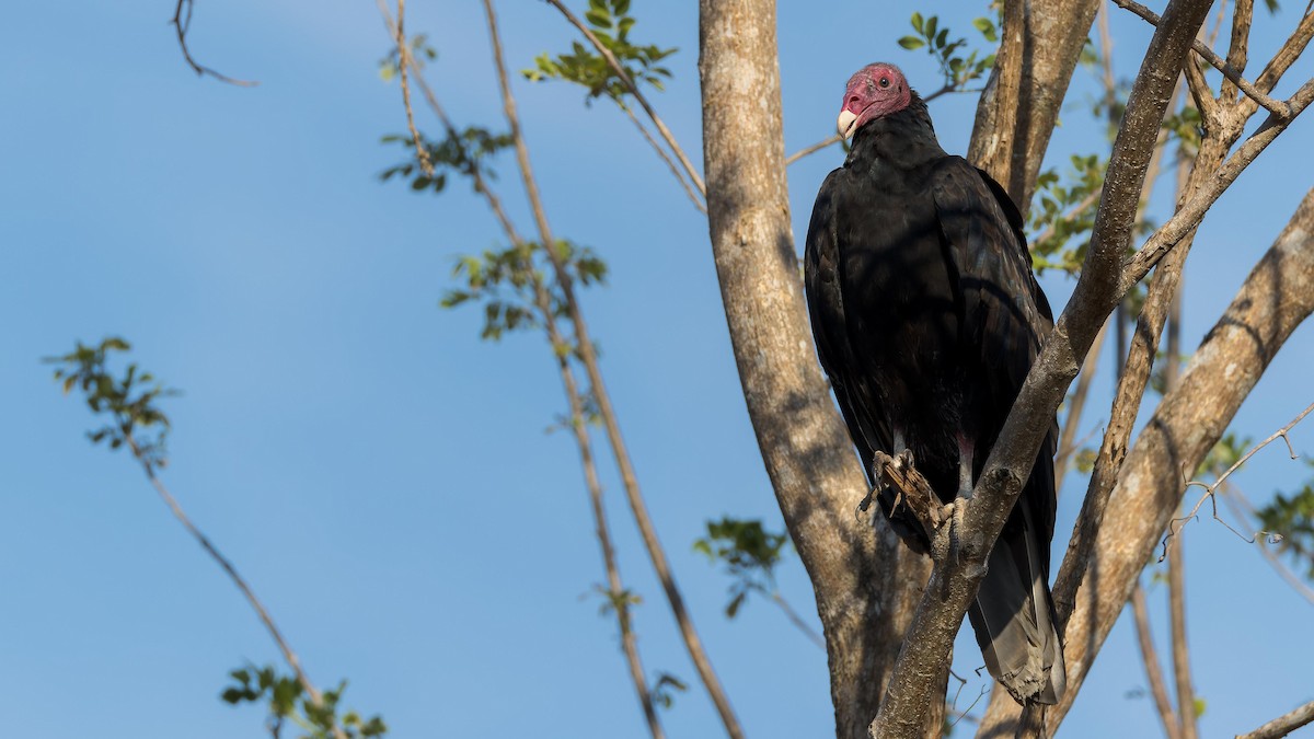 Turkey Vulture - ML619875573