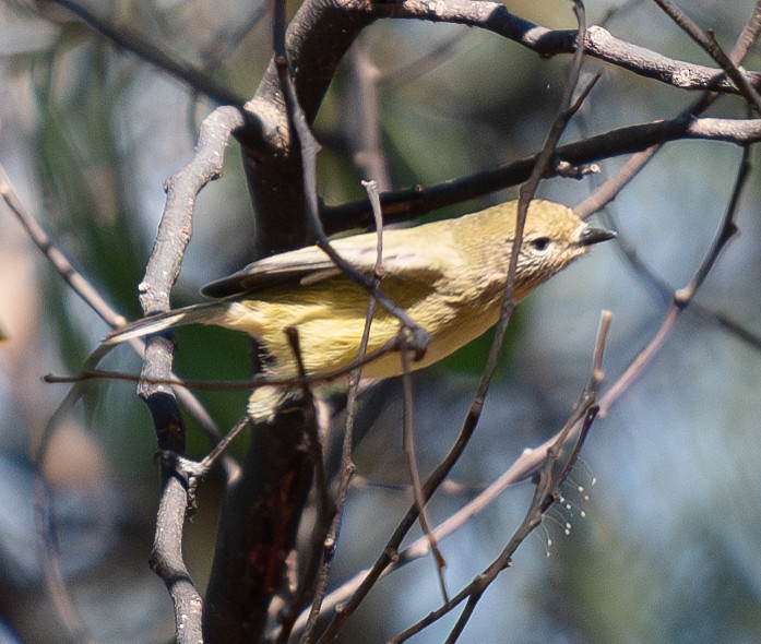 Yellow Thornbill - ML619875585