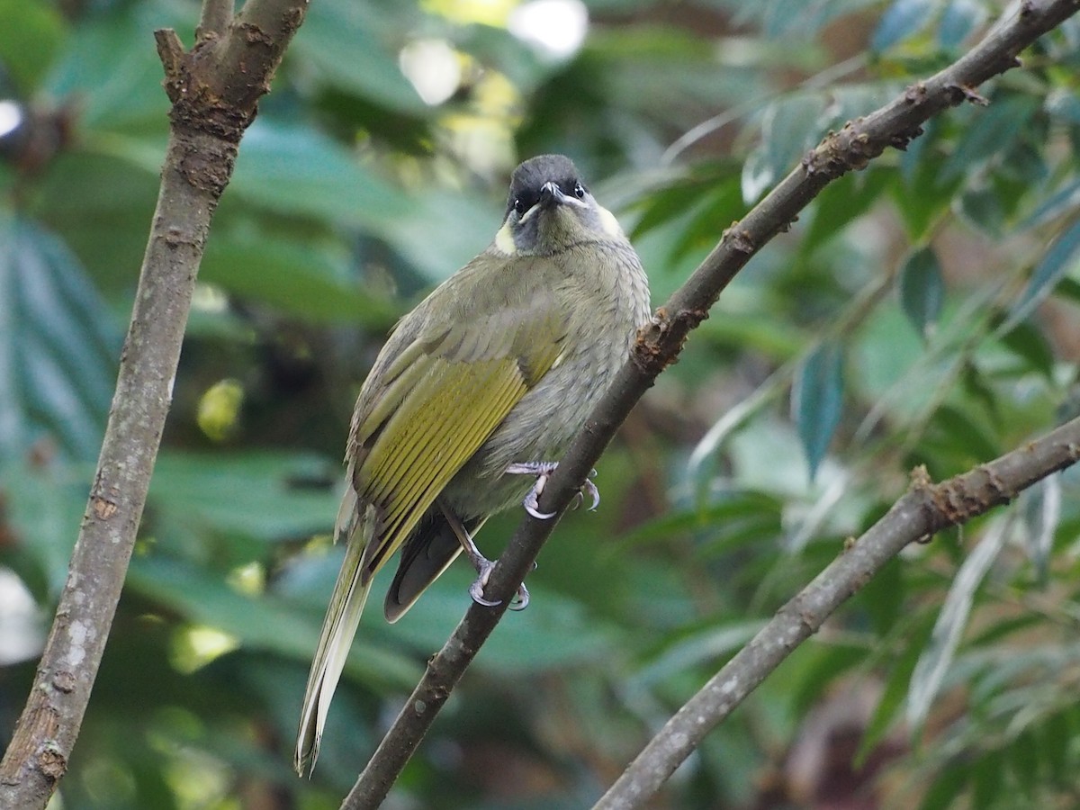 キミミミツスイ - ML619875586