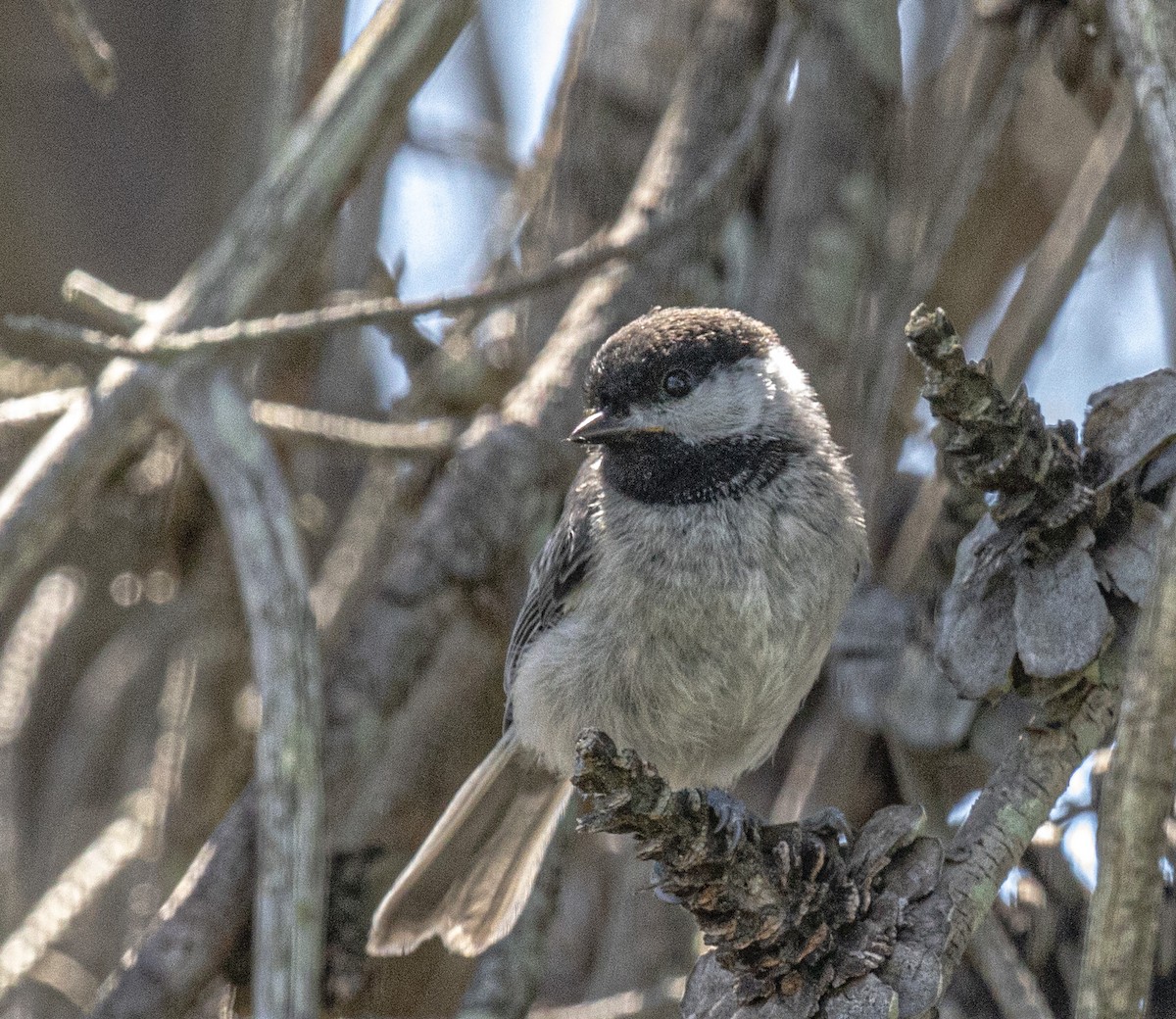 Carolina Chickadee - ML619875595