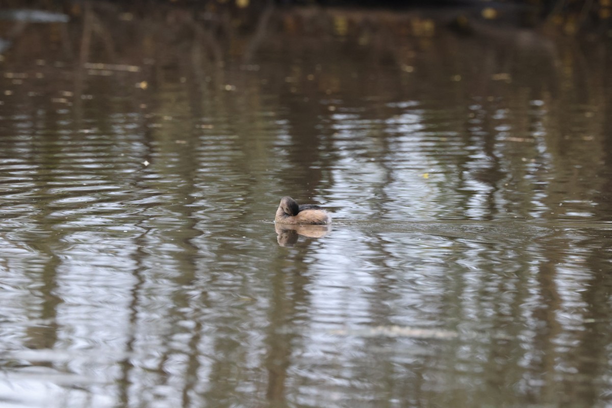 Australasian Grebe - ML619875638