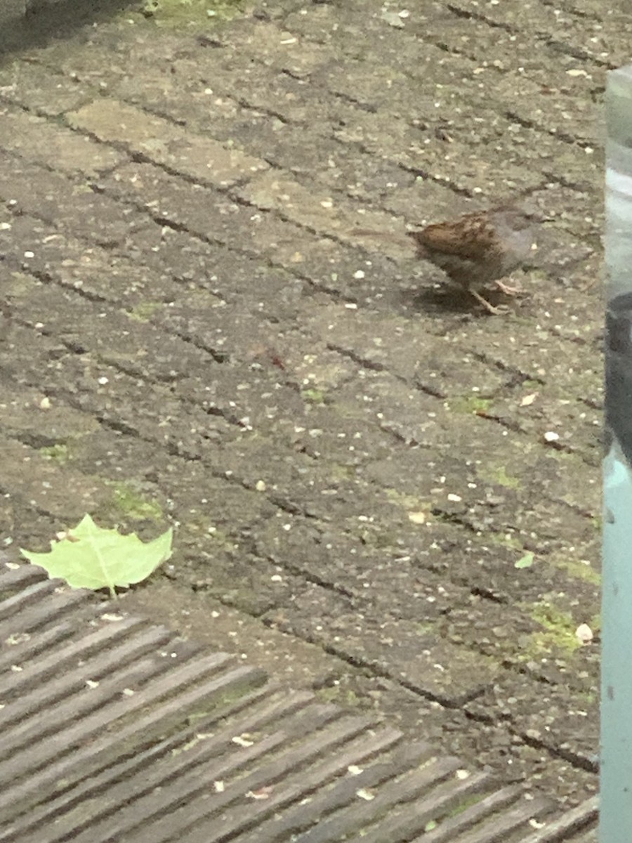 Dunnock - ML619875643