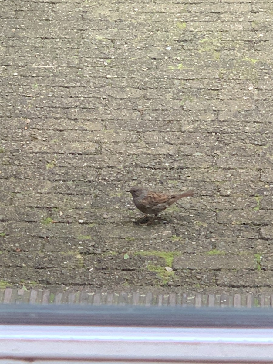 Dunnock - ML619875650