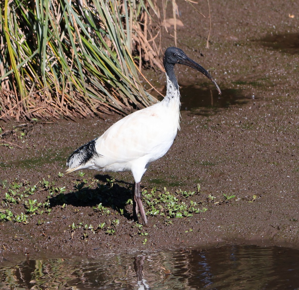 ibis australský - ML619875670