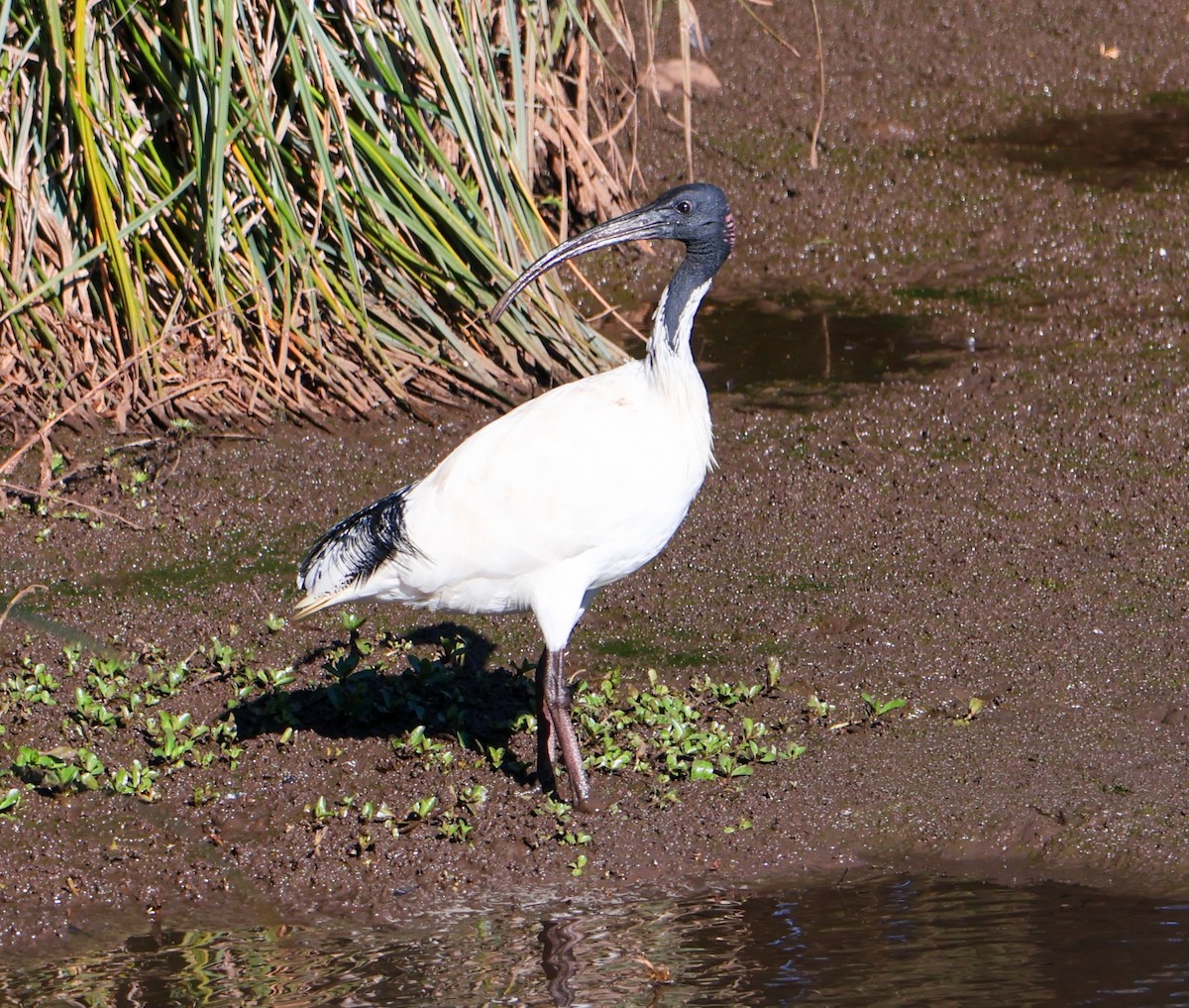 ibis australský - ML619875671