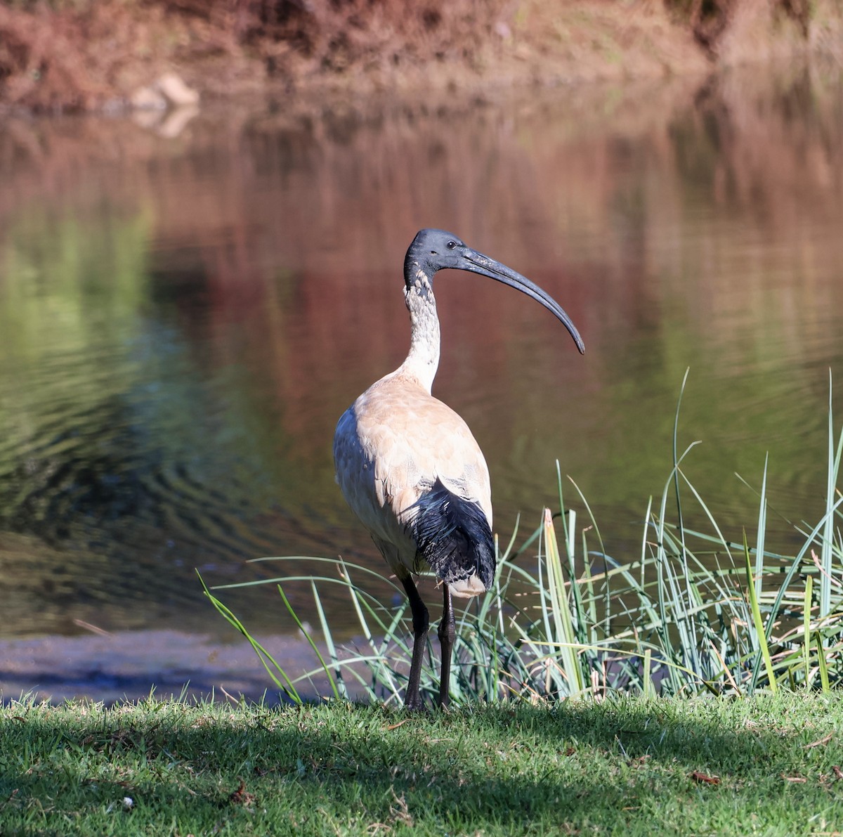 ibis australský - ML619875672