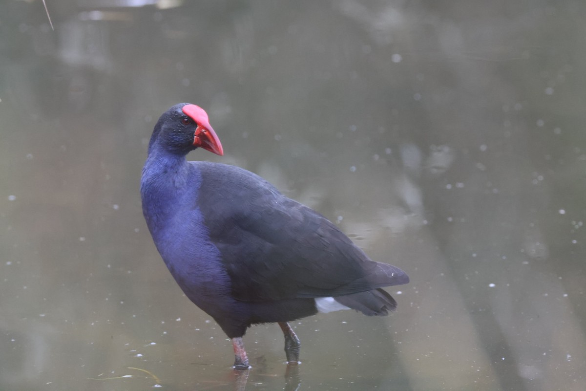 Australasian Swamphen - ML619875676