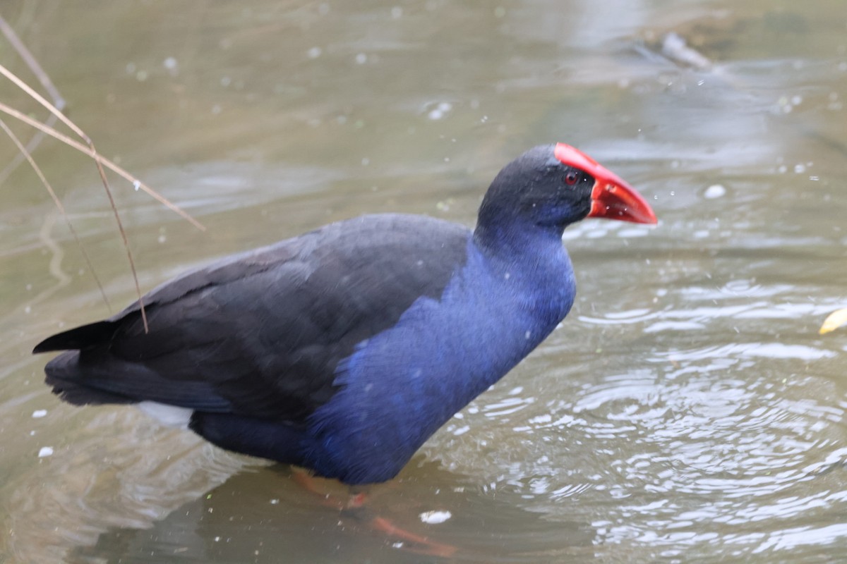 Australasian Swamphen - ML619875684