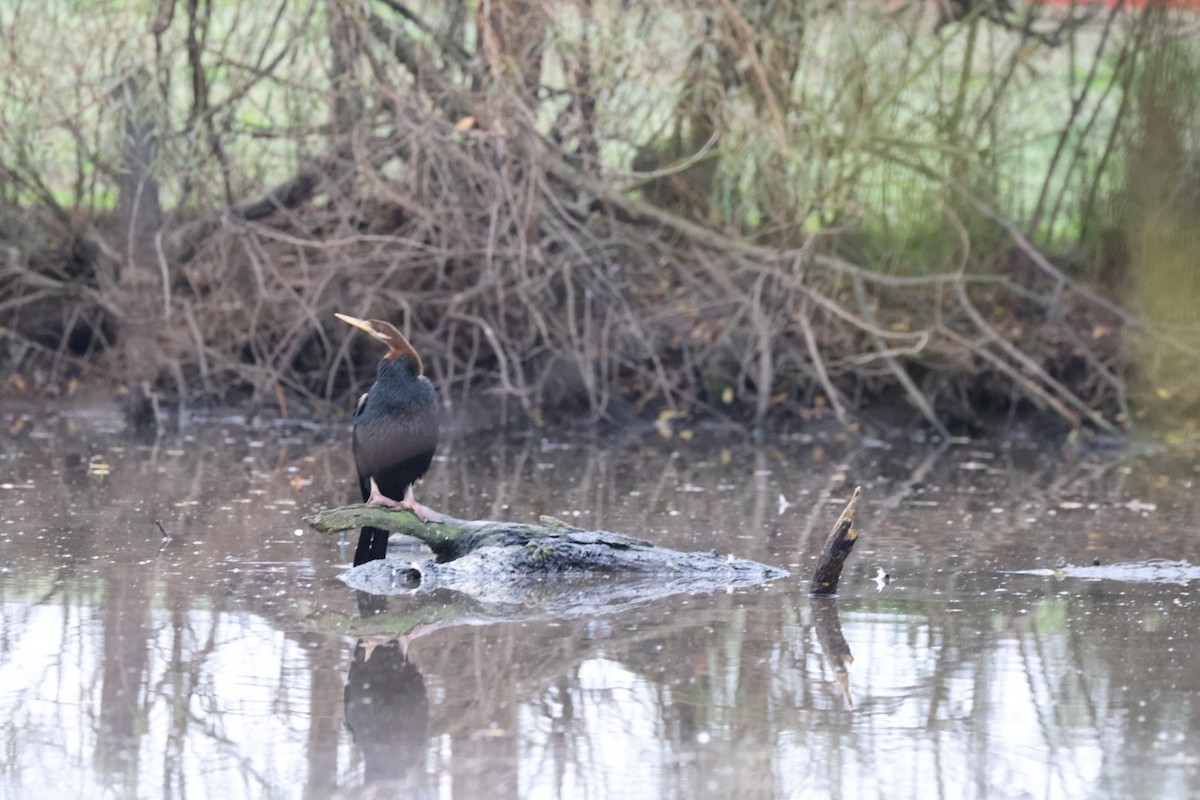 Australasian Darter - Jaden Salett