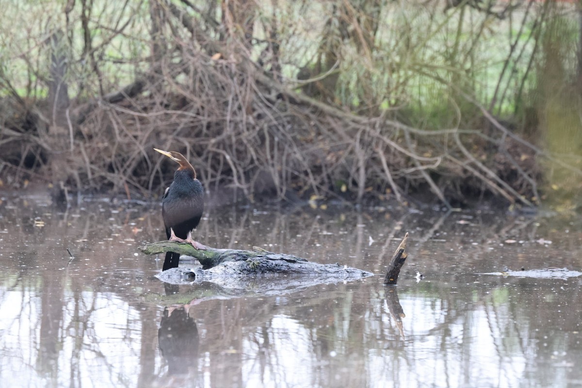 Australasian Darter - ML619875698