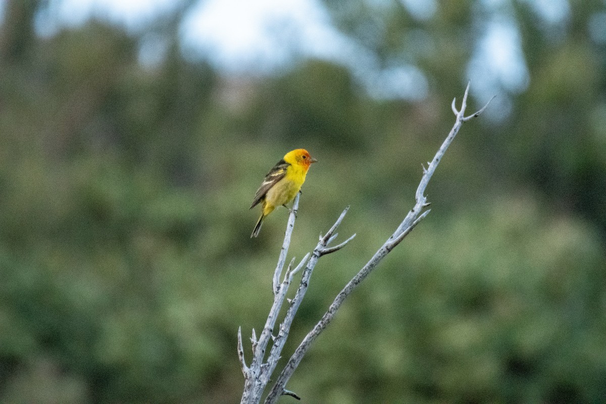 Western Tanager - ML619875710