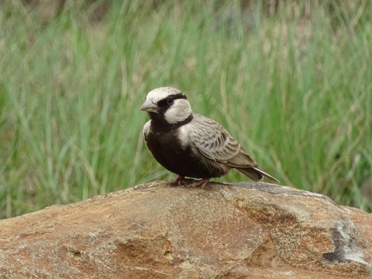Ashy-crowned Sparrow-Lark - ML619875718