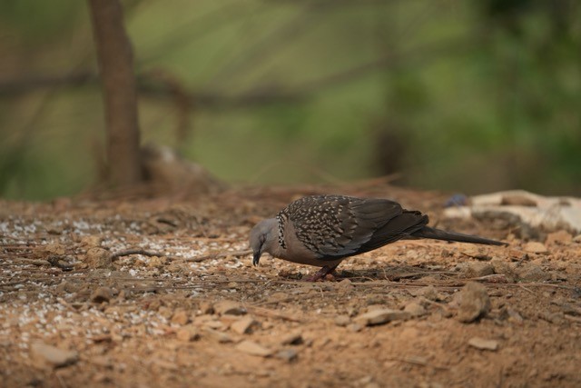Spotted Dove - ML619875728