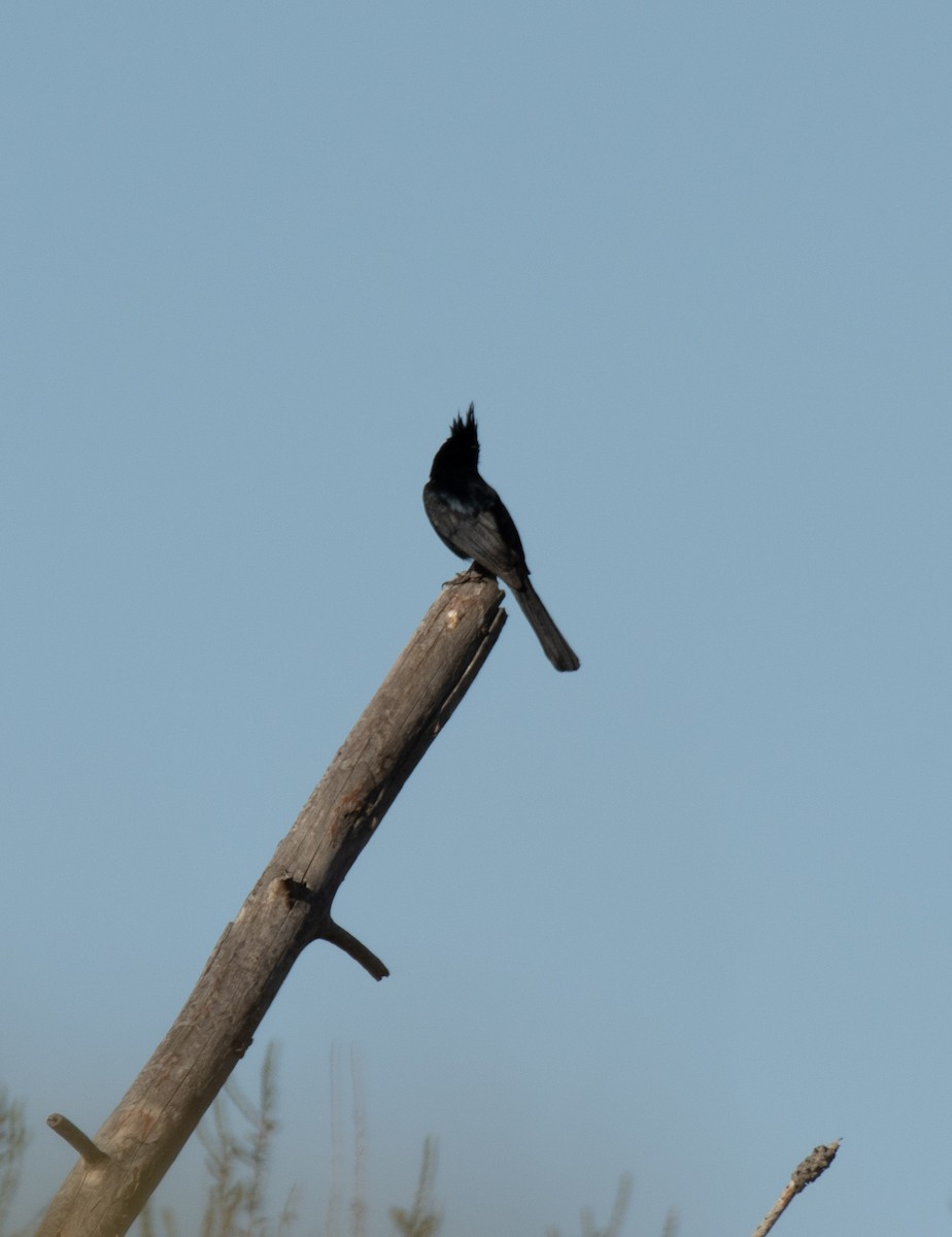 Capulinero Negro - ML619875729