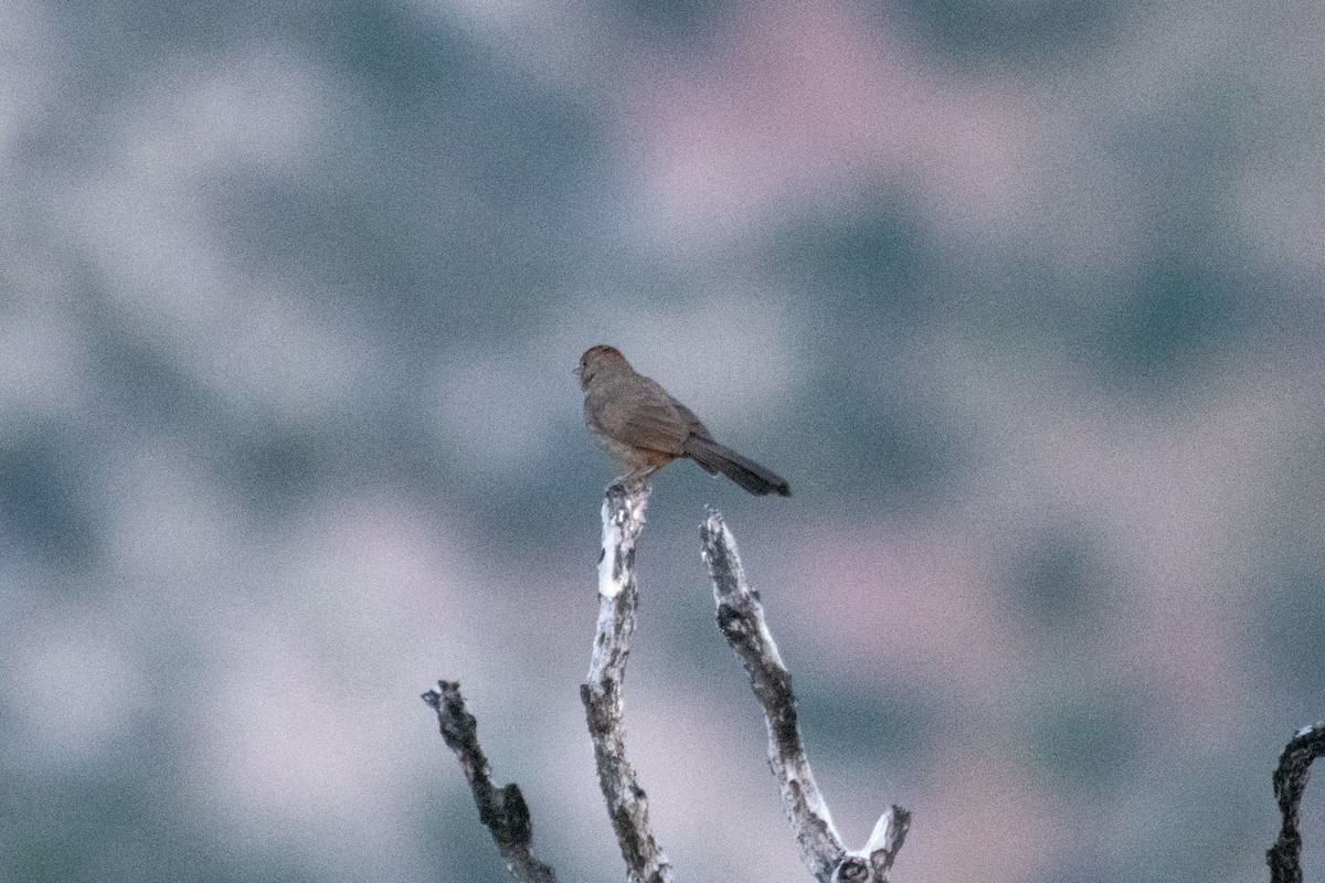 California Towhee - ML619875734