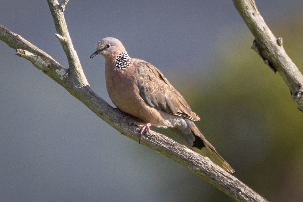 Spotted Dove - ML619875746