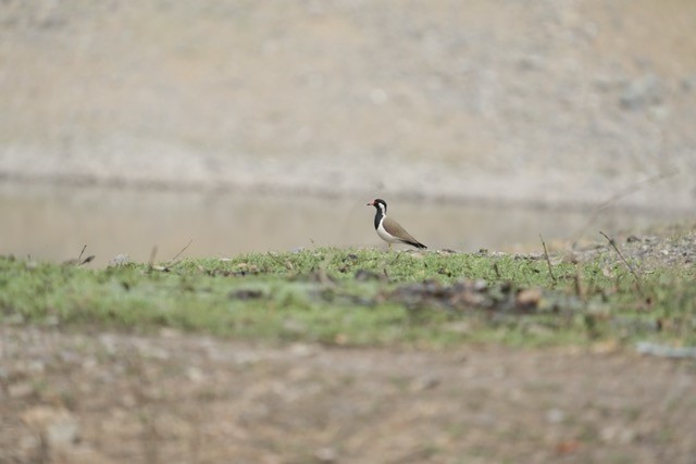 Red-wattled Lapwing - ML619875748